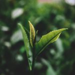 A detailed photograph of a young tea plant leaf, capturing fresh green tones in a natural setting.