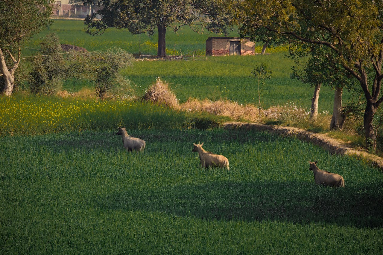 Robber and keeper (1) - photostory